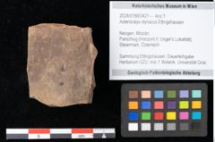 Foto (Objekt + Etikett) von Asterocalyx styriacus Ettingshausen (NHMW-GEO-2024-0188-0421)